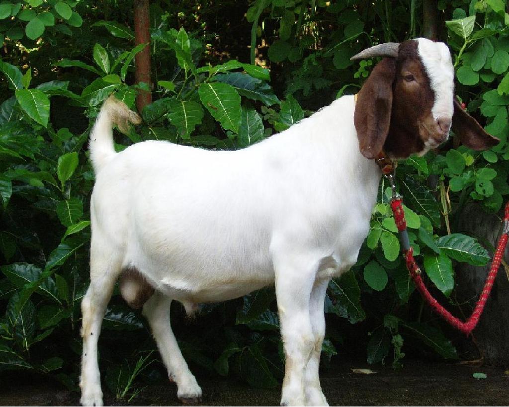 kambing jpg gambar gambar kambing lengkap