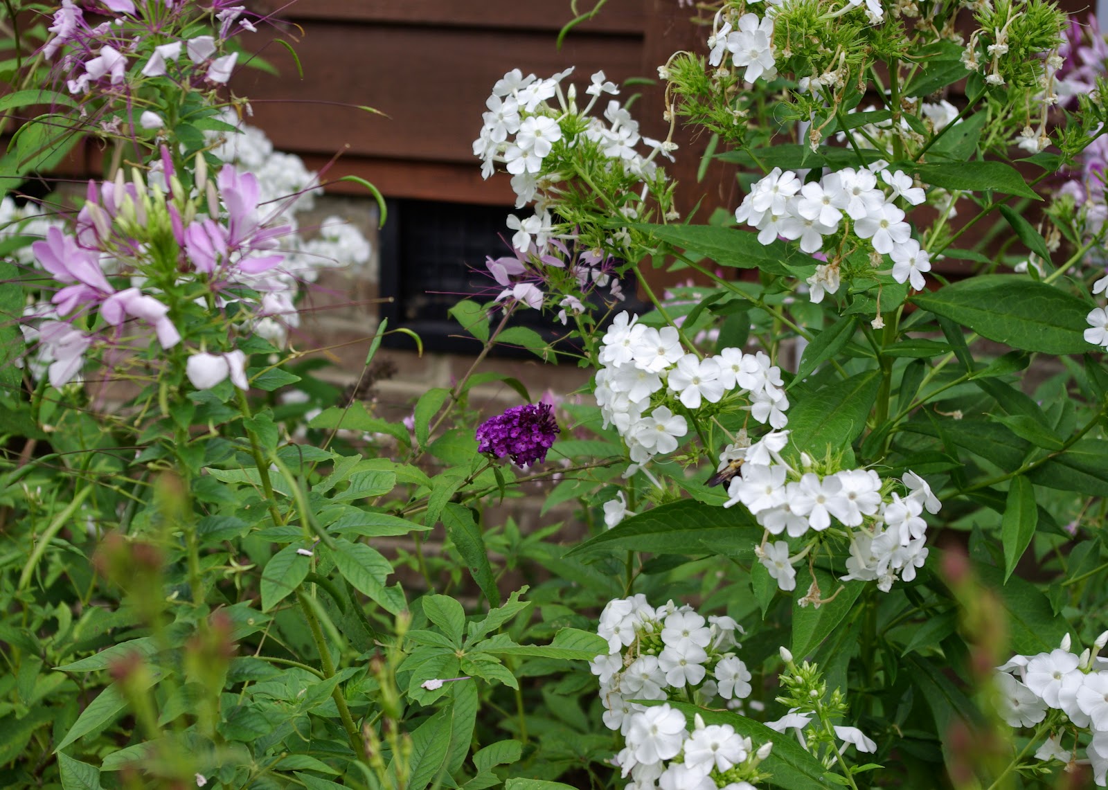 Angie S Garden Diaries