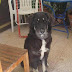 Χάθηκε η σκυλίτσα Βιργη που την ξυλοκόπησαν από Ν. Χαλκηδόνα-Φιλαδέλφεια...