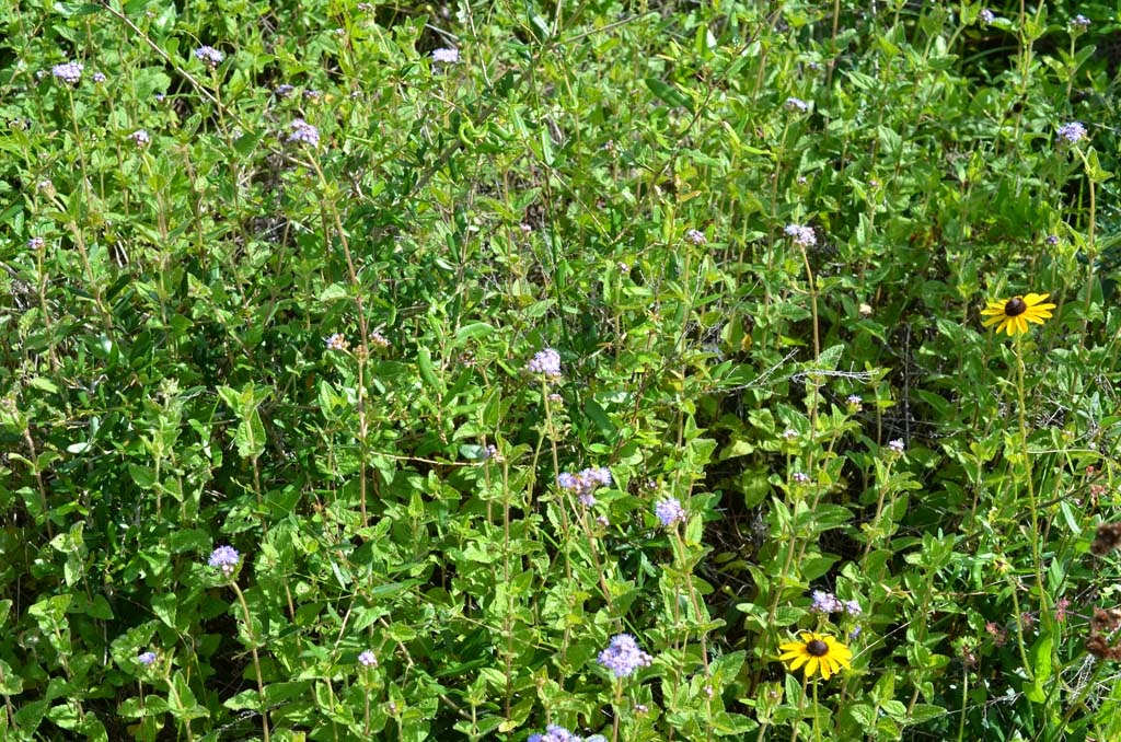 Plant Inventory At 20 Timothy Caryopteris X Clandonensis Blue