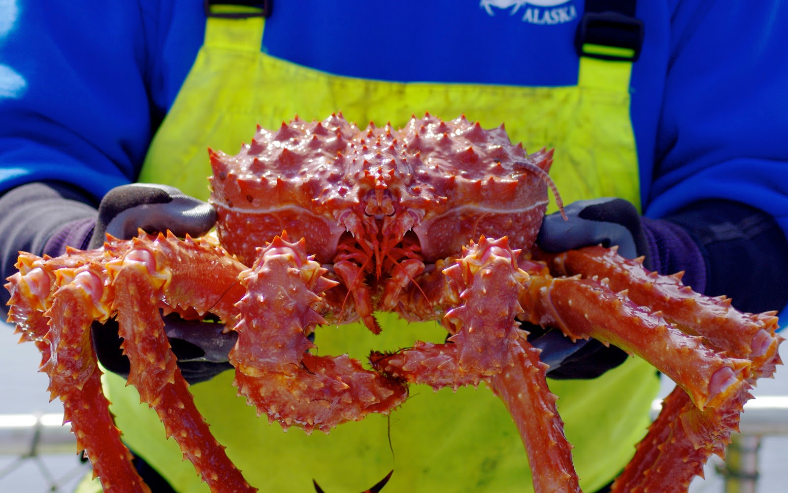 Phillip Riggins' Photography Alaskan King Crab