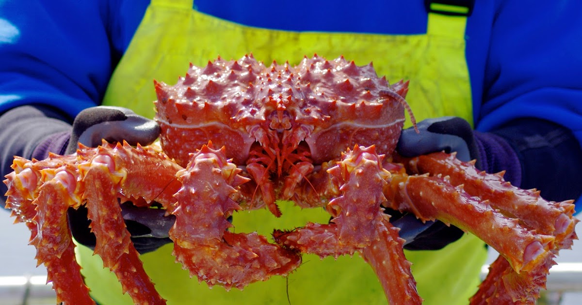 Phillip Riggins' Photography Alaskan King Crab