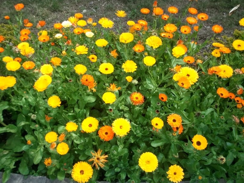 Flowers: HD Wallpapers Of  Flowers+A Perfect Gift To Your Girlfriend, Flowers