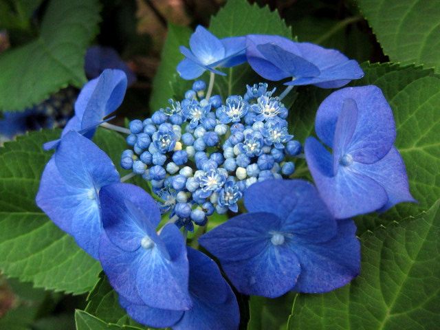 Botanic Bleu Tips To Get Hydrangeas To Bloom