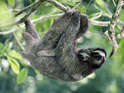 The Three-Toed Sloth can be found from southern Honduras through Panama and . threetoedsloth