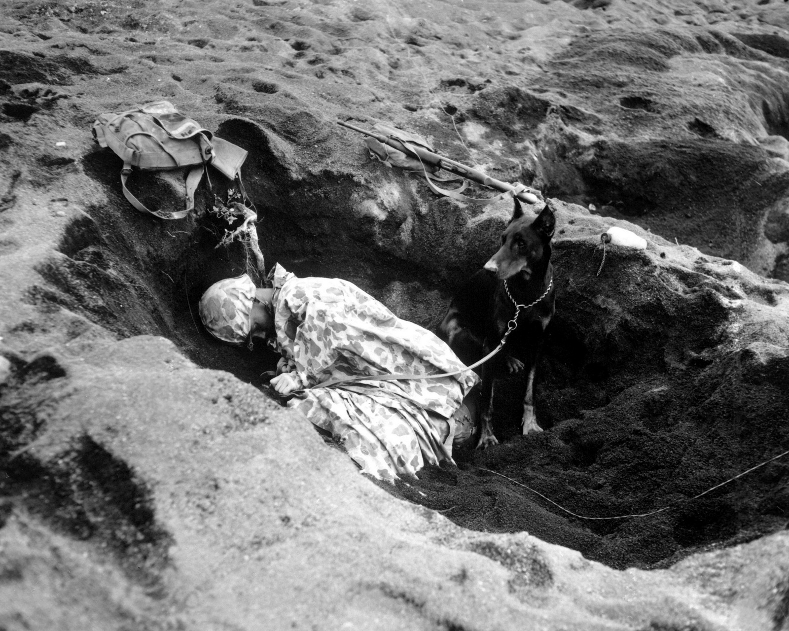 war dogs 2 1000 images about dogs of war on war dogs wwii and world war ii war dogs 2 1000 images about dogs of war on war dogs wwii and world war ii
