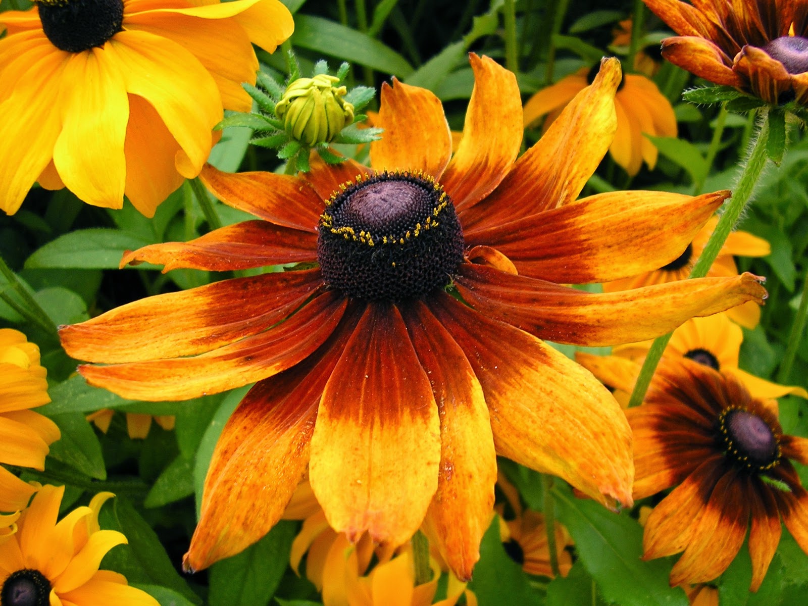 Flower Homes Rudbeckia Flowers