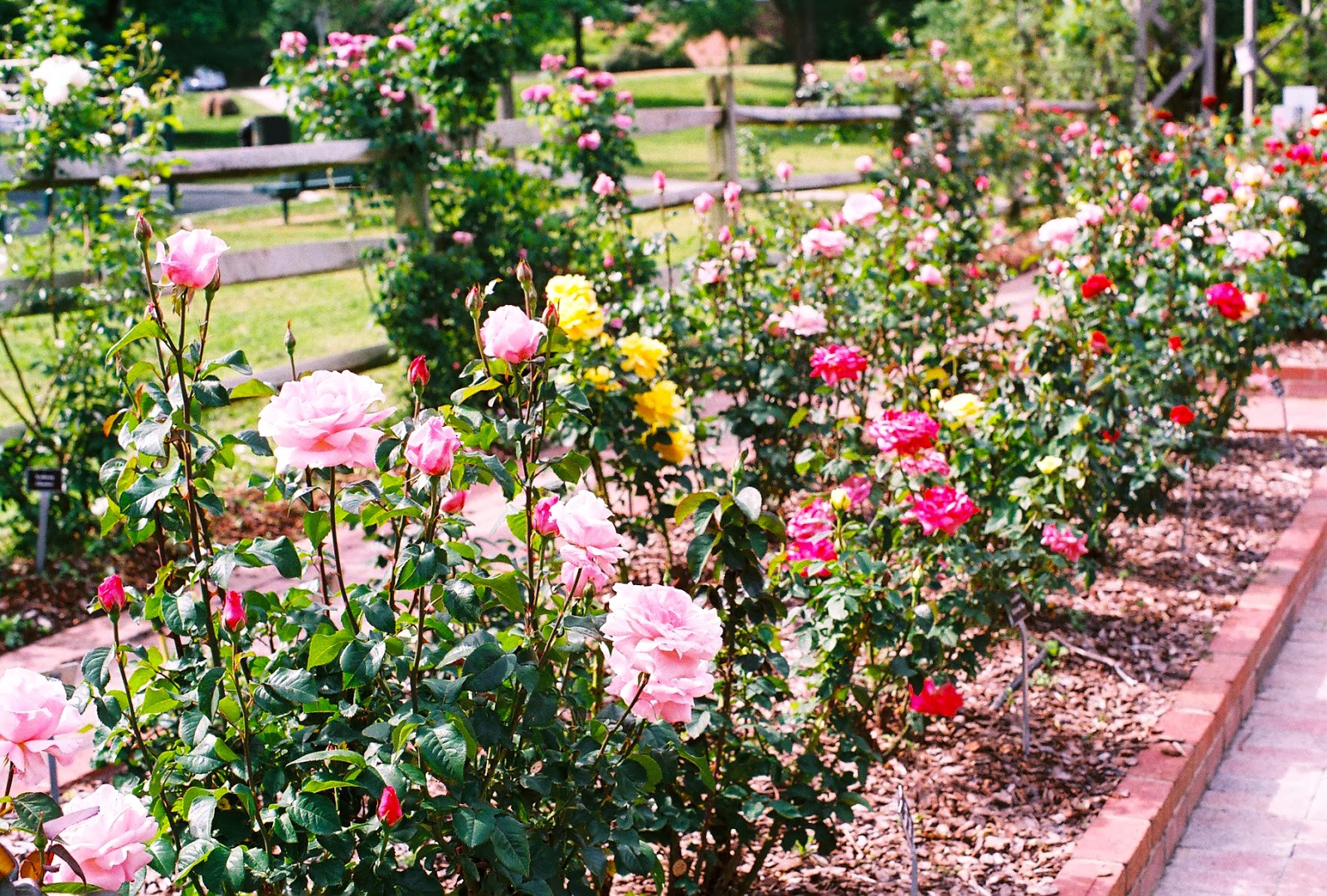 Coming Up Roses Expert Rose Advice from Witherspoon Rose Culture