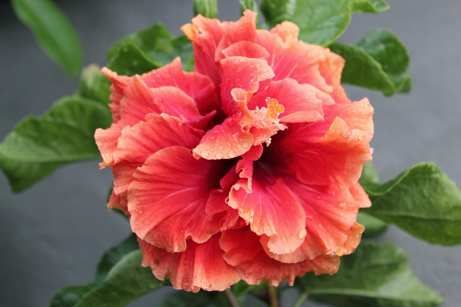 Florez Nursery Hibiscus rosasinensis 'Bumble Bee'