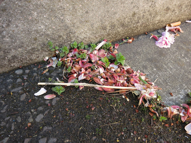 Petals from an ornamental cherry fallen into gutter along with cigarette butt.