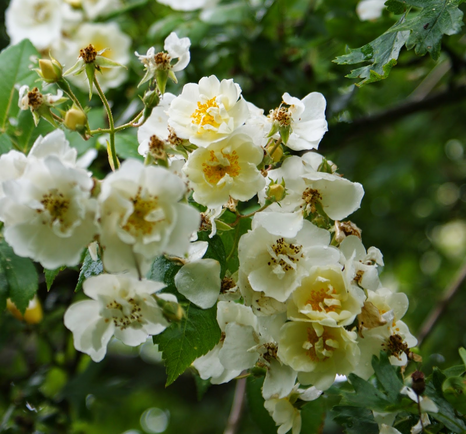 KJELD SLOT WHERE HAVE ALL THE ROSES GONE...?