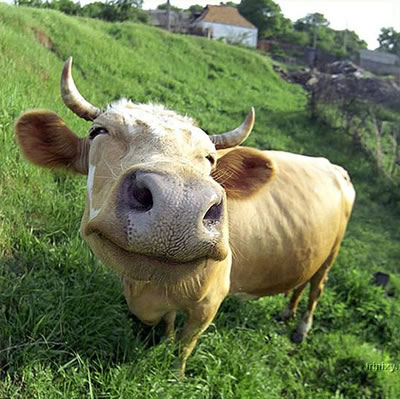 Funny Pictures Gallery: Funny Cow Pictures - mad and silly cows act