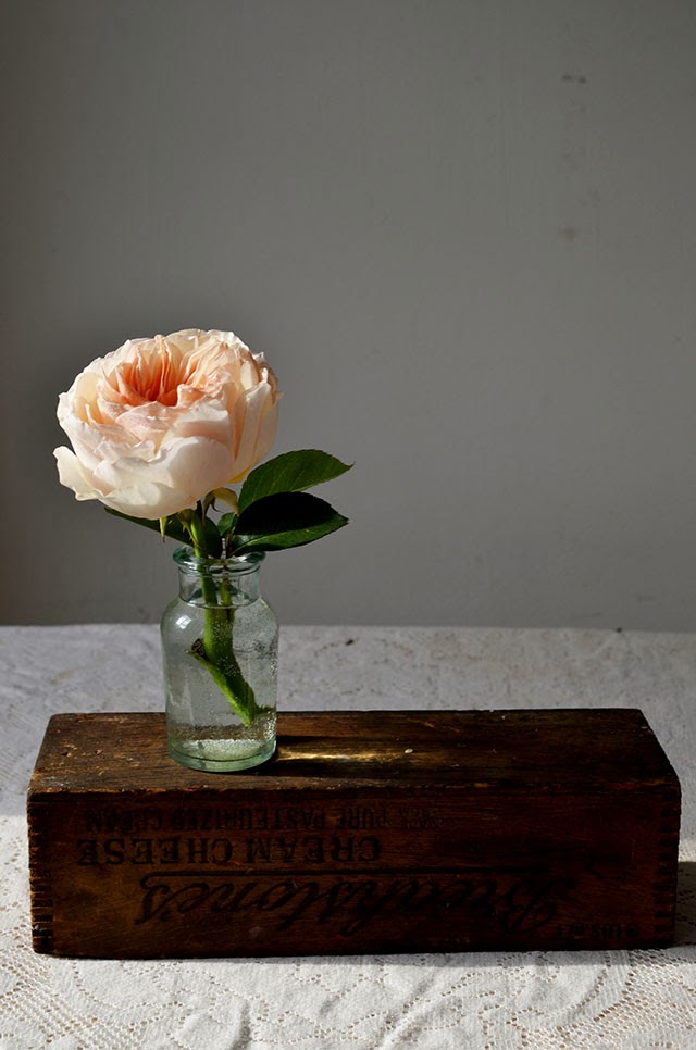 heart of gold petal by petal juliet garden rose heart of gold petal by petal juliet garden rose