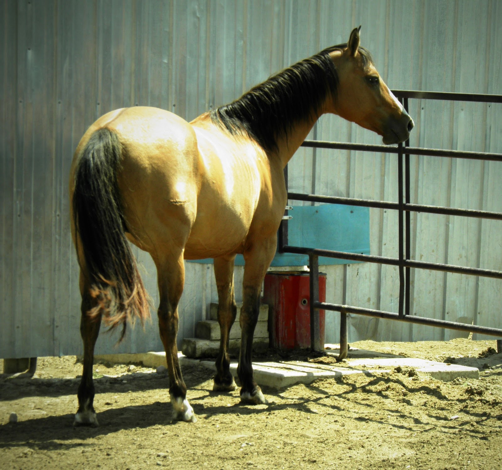 Whetham Quarter Horses Mares