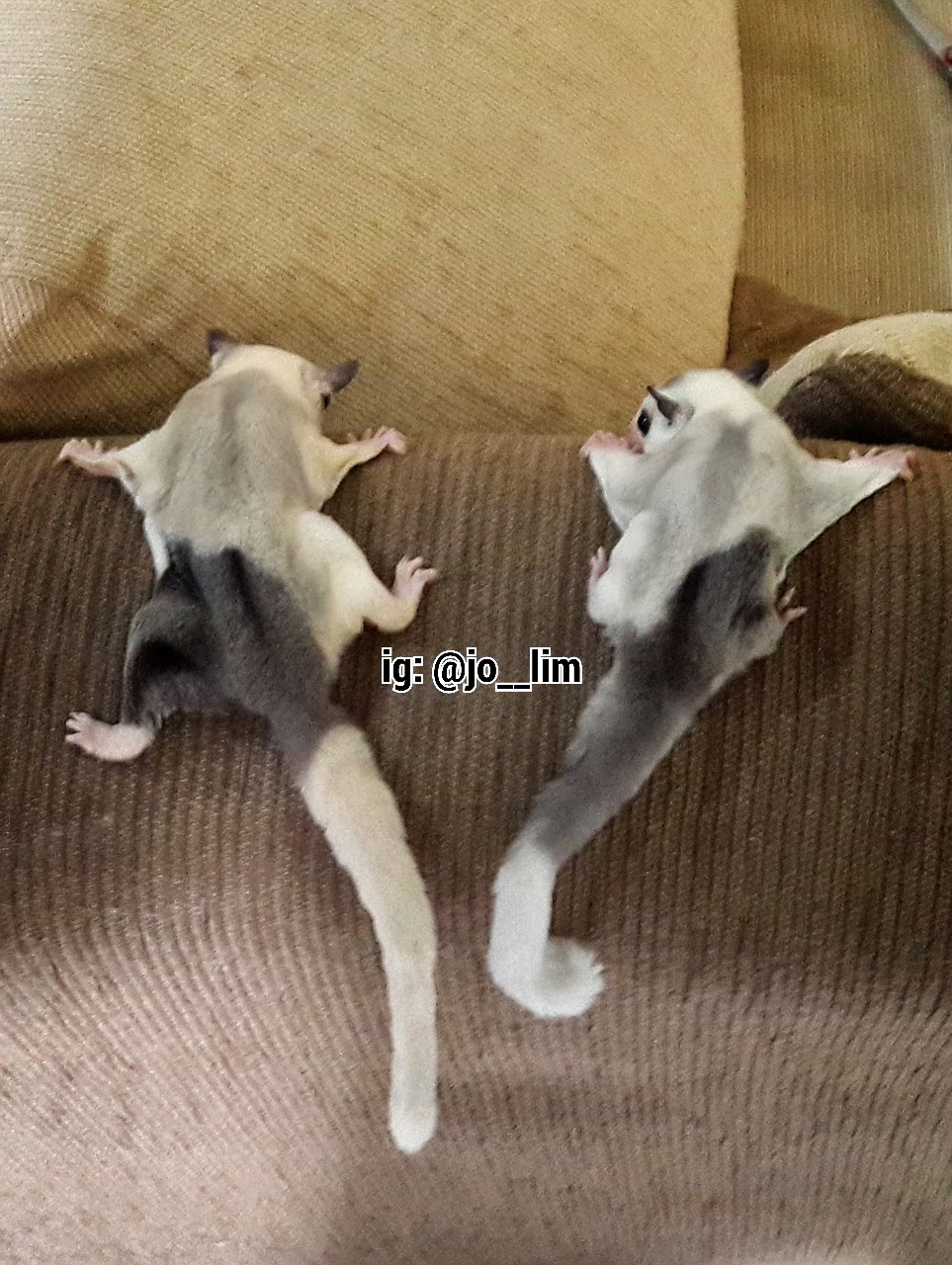 My Piebald Sugar Glider Collections Twin Piebald / Pied Sugar Glider