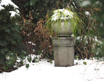 Viburnum Farreri Stock Photos Viburnum Farreri Stock Images Alamy