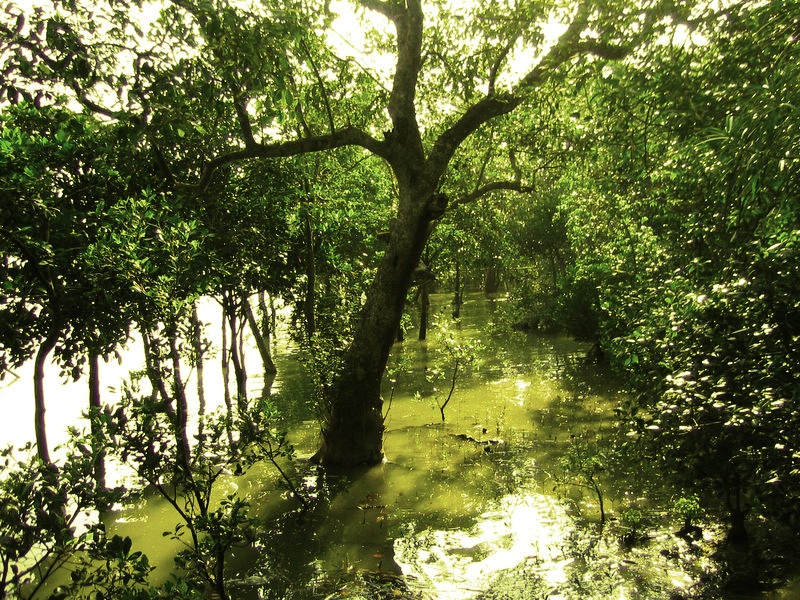 The Magic Tours Blog Shundorbon (Sundarban) the Beautiful Forests of