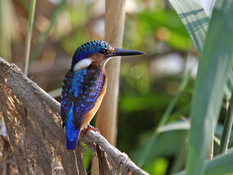 Half Collared Kingfisher