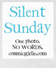 http://www.cosmicgirlie.com/silent-sunday/