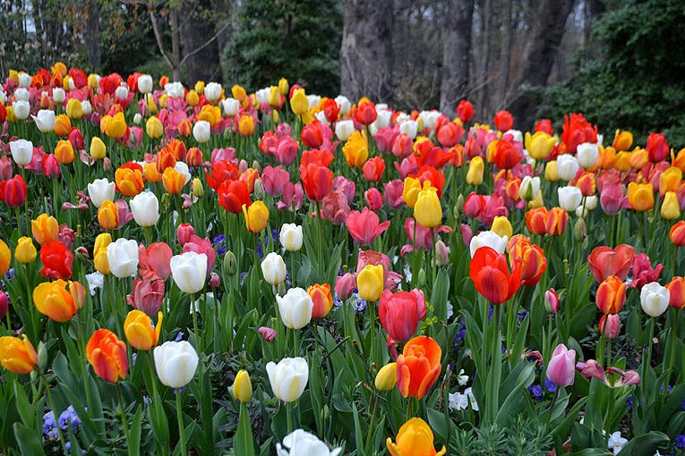 Atlanta Blooms! 2015 | Atlanta Botanical Garden