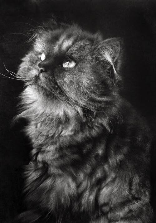 Design Stack A Blog about Art, Design and Architecture Hyperrealistic Cats Pencil Drawings