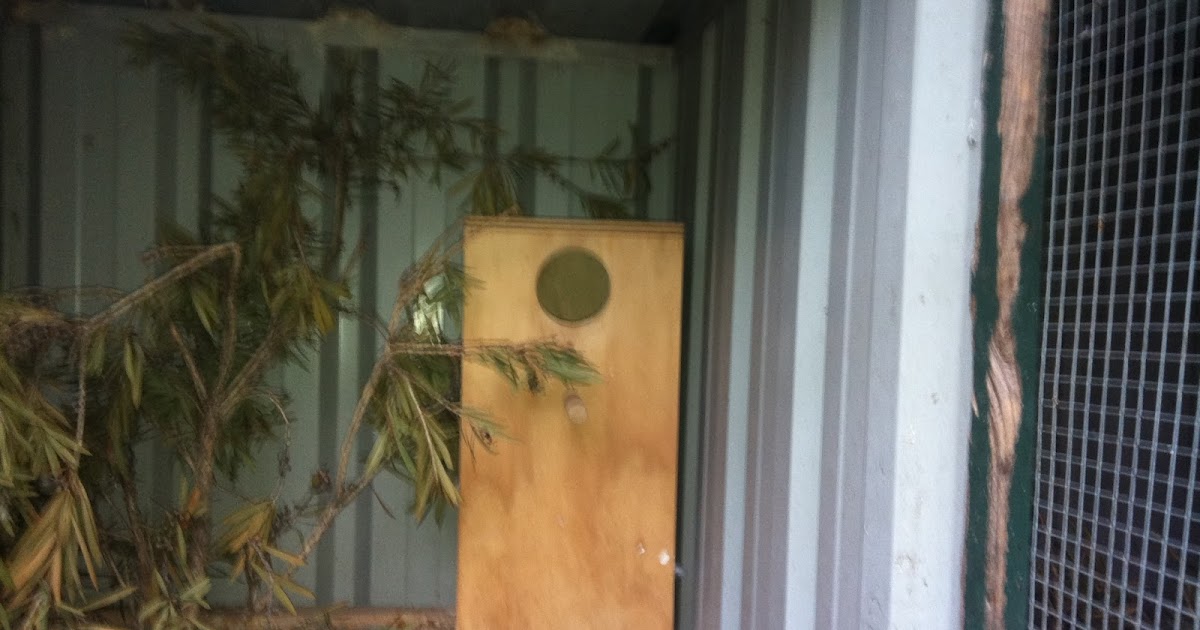 Parrot Breeding Indian Ringneck Parrot Nesting Box