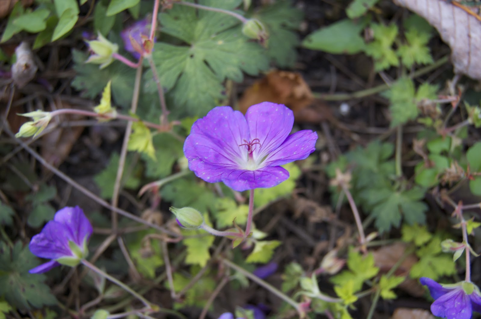 Welcome To My Weiglworld Oktober 2012