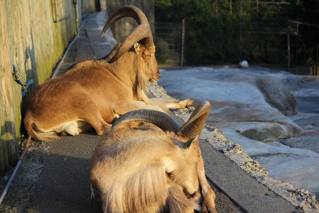 Taronga zoo visit