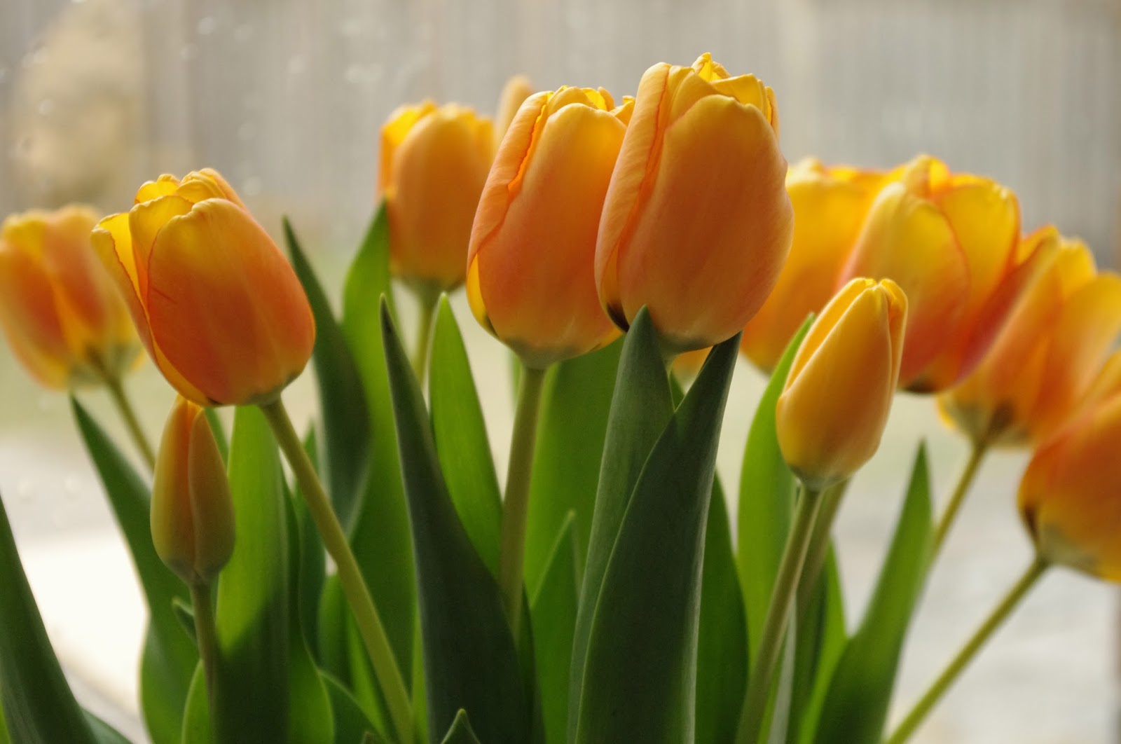 Tulips in Winter Personally Andrea Tulips in Winter