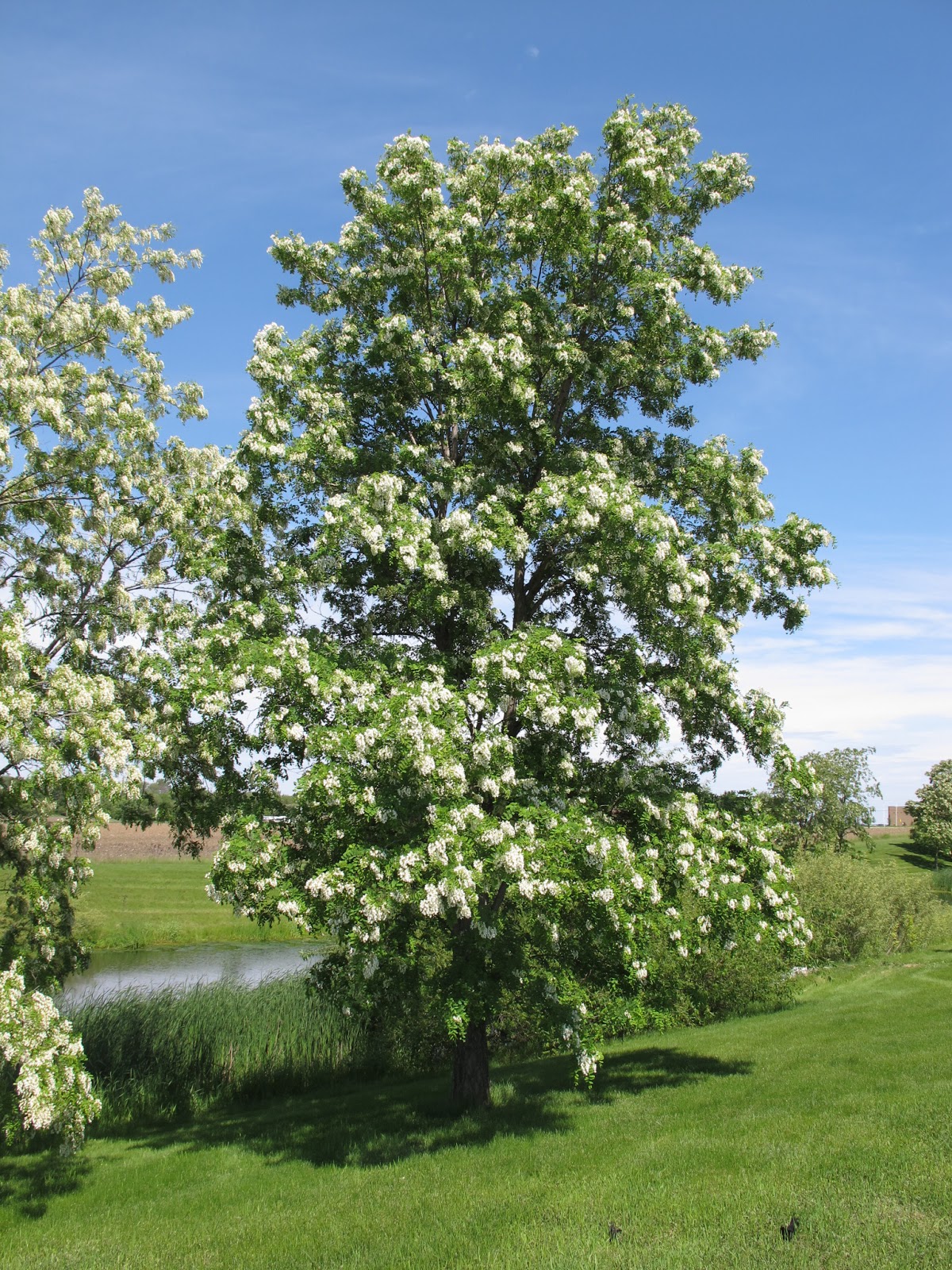 Joe's Garden Journal Black Locust