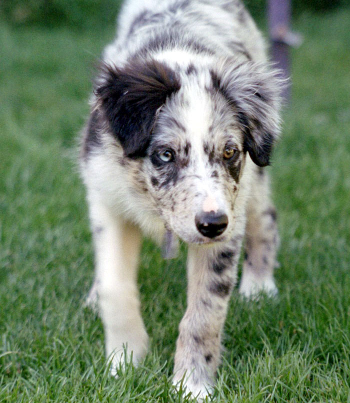 Merry Christmas And Happy New Year Merle Border Collie