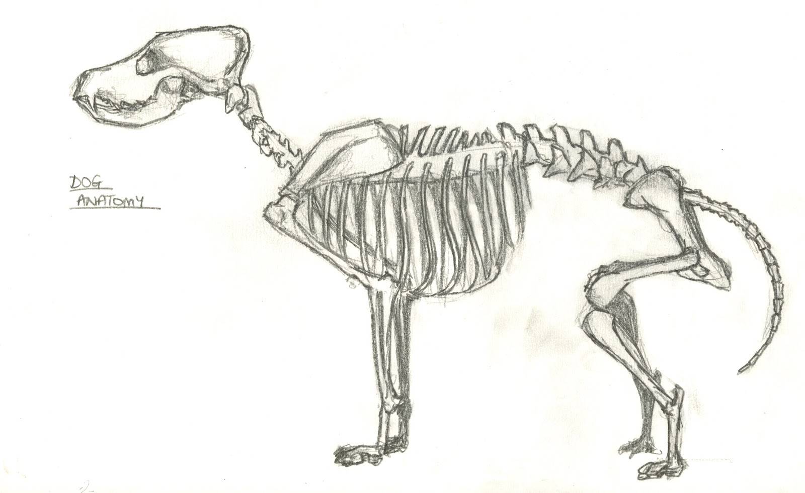 Dog Skeleton