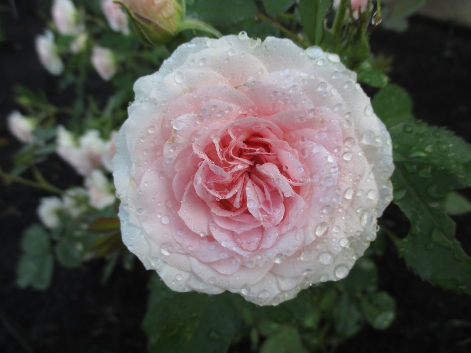 Mutiny In The Garden Climbing Hydrangea What You Should Know