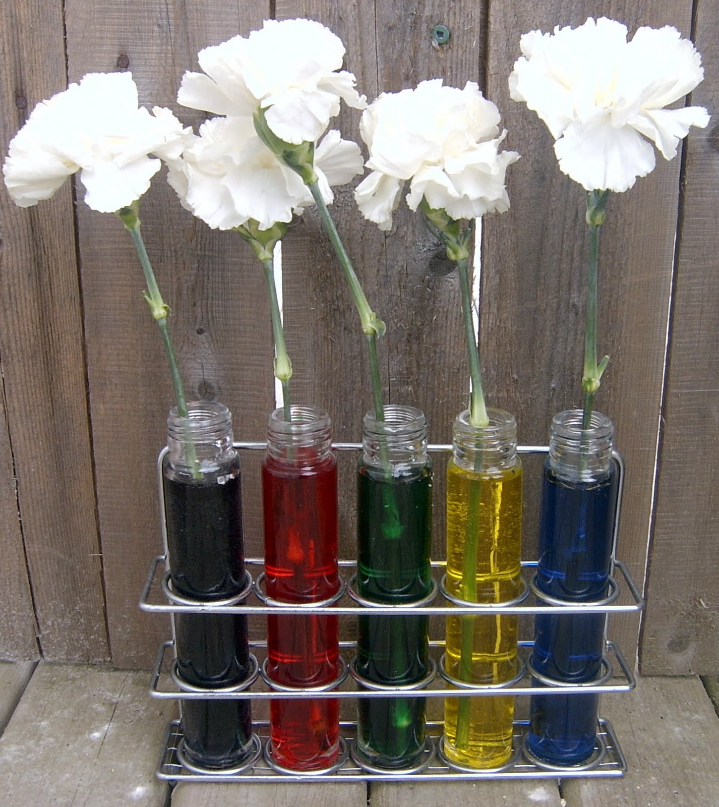 JADA ROO AND HER BROTHER TOO Carnation Science Experiment Rainbows