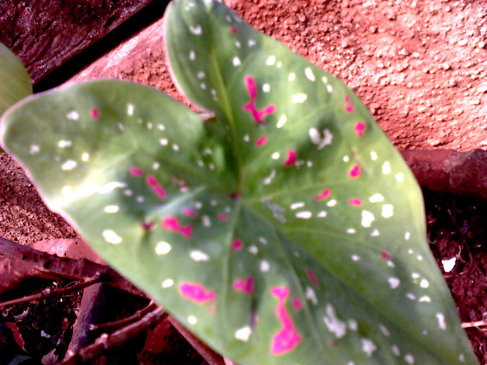 Garden Care Simplified How to Set Up a Mini Garden Green