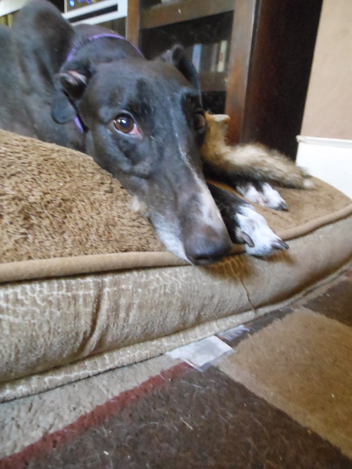 Northern Lights Greyhound Adoption Dog Blog Black Friday, Greyhound Style