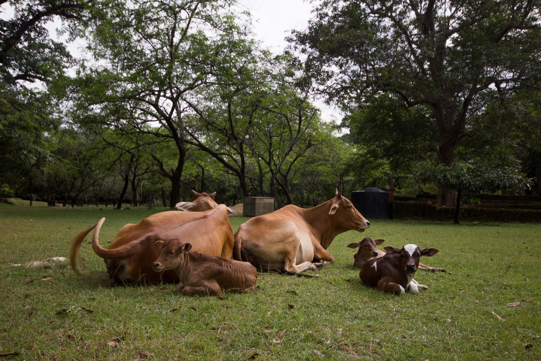 Polonnaruwa Sri Lanka
