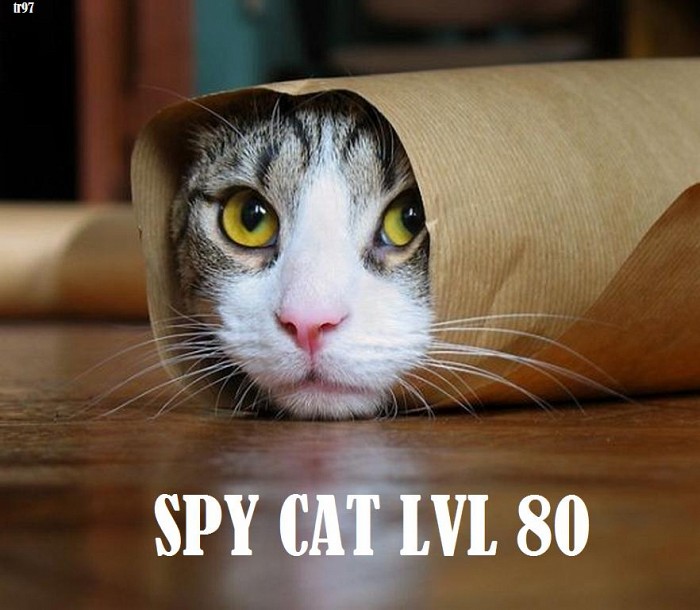 cat spy