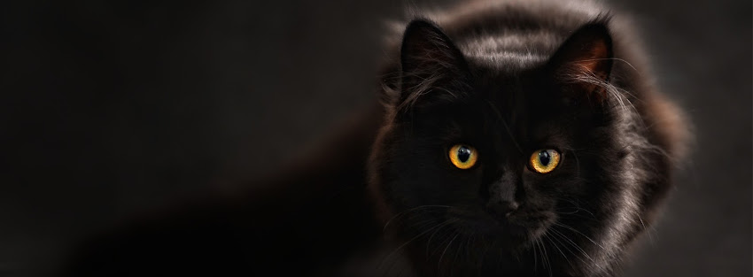 black cat ultra hd