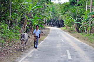 Walking the Cow