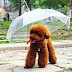 Ο σκύλος χρειάζεται την ομπρέλα του...