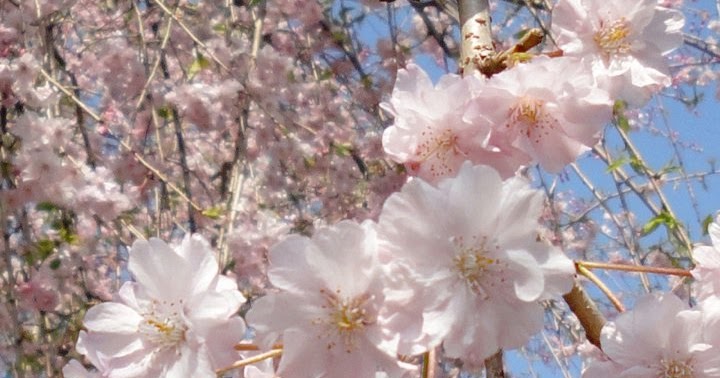 Saijiki: Sakura sakura