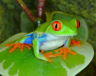 Tree Frog | Animal Wildlife