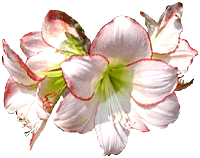 Gif_Paradise: FLOWER GIFS