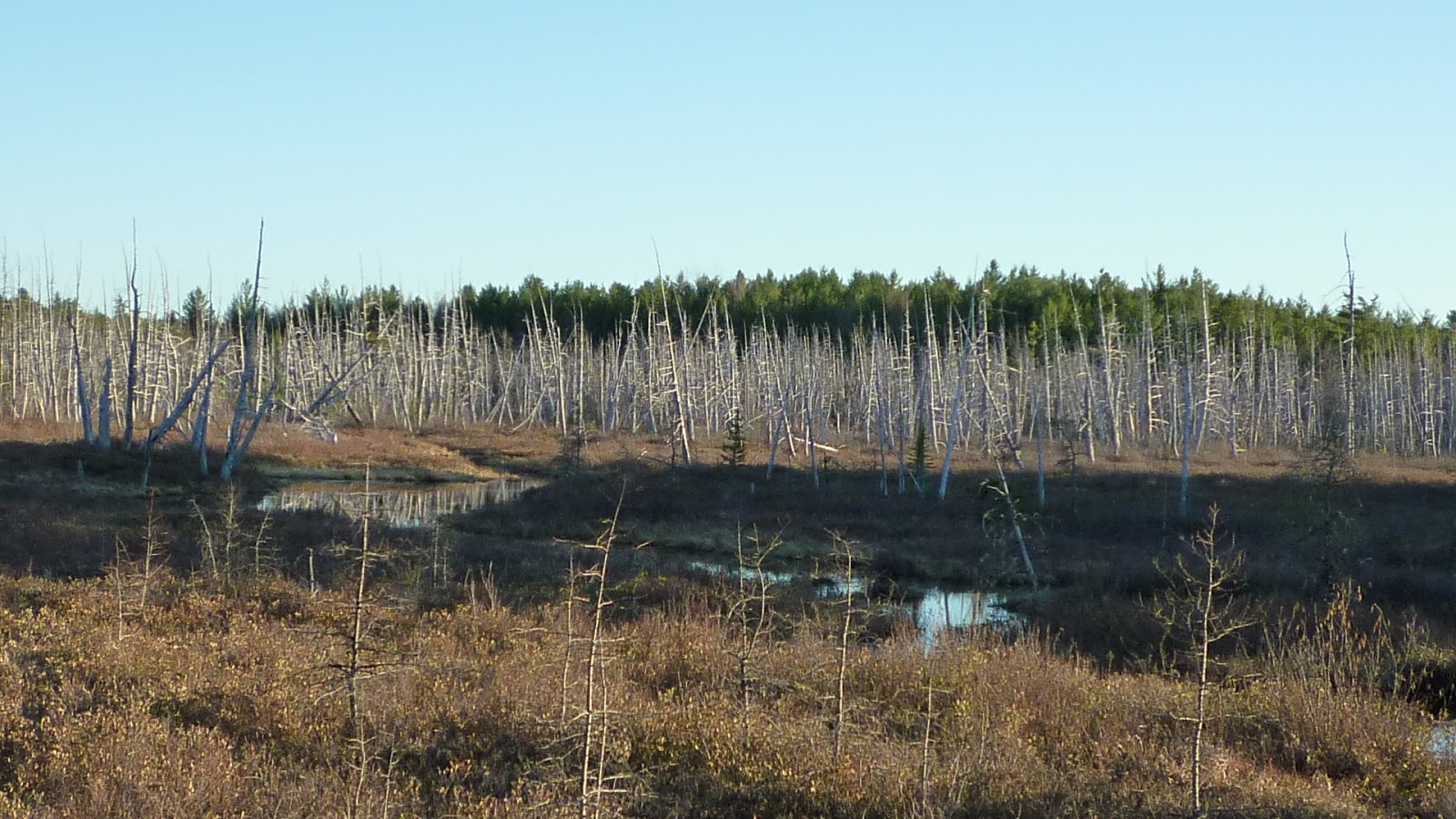 Daily Pics photographs by CarenMarie Michel Golden Road, Millinocket