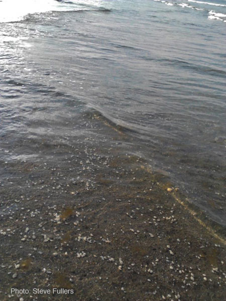 New England Aquarium News and Updates: Interesting Beach Sighting: Tiny  Clams Wash Ashore