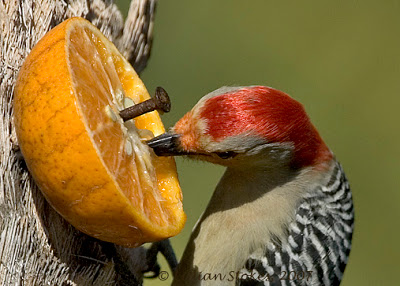 Birding Is Fun!: Red-bellied Woodpecker, the Orange Juice Woodpecker!