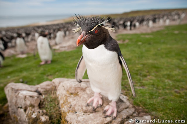  صور لأجمل اللقطات التصويرية‎ Curious+Rockhopper