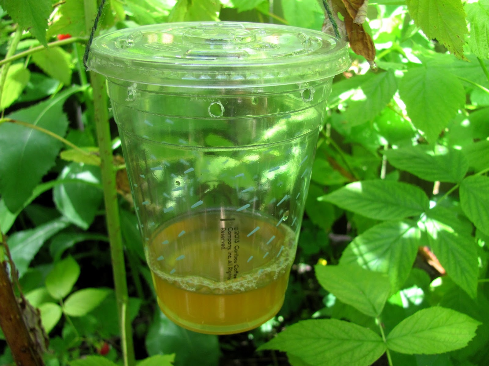 Sweet Domesticity Vinegar Fruit Fly Traps for the Raspberry Patch