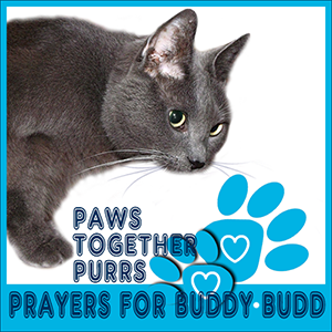 Purrs for Buddy